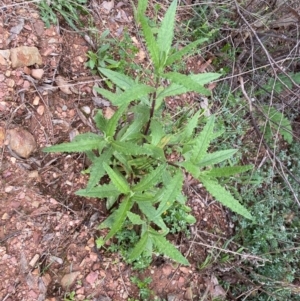 Senecio minimus at Numeralla, NSW - 31 Dec 2023 08:57 AM