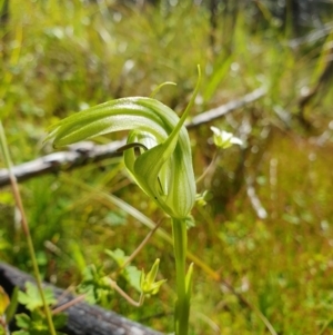 Pterostylis monticola at Namadgi National Park - 30 Dec 2023