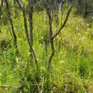 Pterostylis monticola at Namadgi National Park - 30 Dec 2023