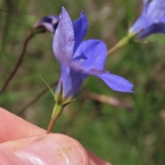 Wahlenbergia stricta subsp. stricta at Top Hut TSR - 29 Dec 2023