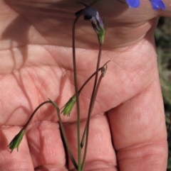 Wahlenbergia stricta subsp. stricta at Top Hut TSR - 29 Dec 2023