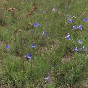 Wahlenbergia stricta subsp. stricta at Top Hut TSR - 29 Dec 2023