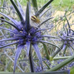 Deliochus zelivira at Sth Tablelands Ecosystem Park - 31 Dec 2023