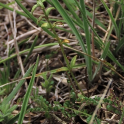 Unidentified Plant at Top Hut TSR - 29 Dec 2023 by AndyRoo