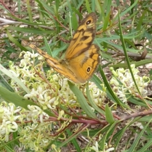 Heteronympha merope at Sth Tablelands Ecosystem Park - 31 Dec 2023