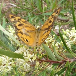 Heteronympha merope at Sth Tablelands Ecosystem Park - 31 Dec 2023 03:43 PM