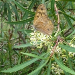 Heteronympha merope at Sth Tablelands Ecosystem Park - 31 Dec 2023 03:43 PM