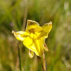 Diuris monticola (Highland Golden Moths) at Namadgi National Park - 30 Dec 2023 by shoko