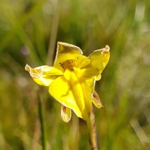 Diuris monticola at Namadgi National Park - 30 Dec 2023