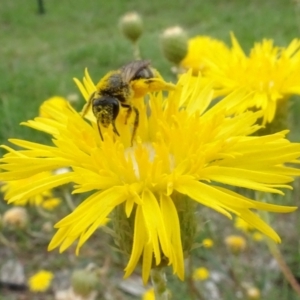 Lasioglossum (Chilalictus) sp. (genus & subgenus) at Sth Tablelands Ecosystem Park - 31 Dec 2023 03:19 PM