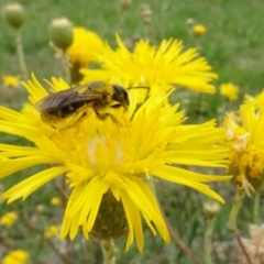 Lasioglossum (Chilalictus) sp. (genus & subgenus) at Sth Tablelands Ecosystem Park - 31 Dec 2023