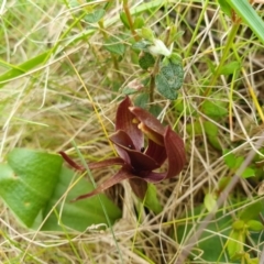 Chiloglottis valida (Large Bird Orchid) at Namadgi National Park - 29 Dec 2023 by shoko