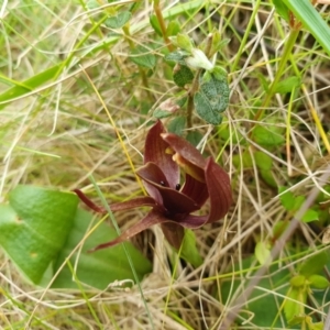 Chiloglottis valida at Namadgi National Park - suppressed