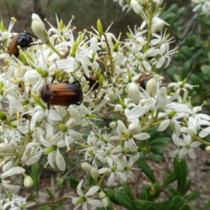 Phyllotocus sp. (genus) at Sth Tablelands Ecosystem Park - 31 Dec 2023