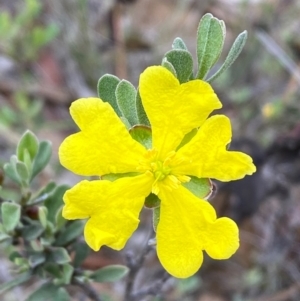 Hibbertia obtusifolia at Numeralla, NSW - 31 Dec 2023