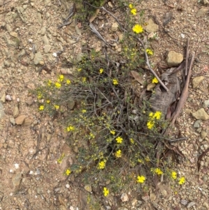 Hibbertia obtusifolia at Numeralla, NSW - 31 Dec 2023 08:45 AM