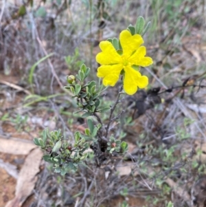 Hibbertia obtusifolia at Numeralla, NSW - 31 Dec 2023