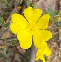 Hibbertia obtusifolia at Numeralla, NSW - 31 Dec 2023