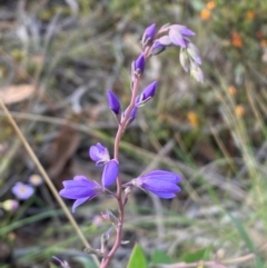 Veronica perfoliata (Digger's Speedwell) at Numeralla, NSW - 31 Dec 2023 by SteveBorkowskis