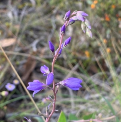 Veronica perfoliata (Digger's Speedwell) at Numeralla, NSW - 31 Dec 2023 by SteveBorkowskis