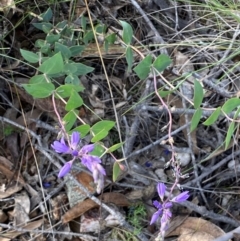 Veronica perfoliata at Numeralla, NSW - 31 Dec 2023