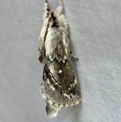 Porela delineata (Lined Porela) at Numeralla, NSW - 30 Dec 2023 by SteveBorkowskis