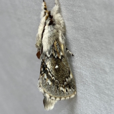 Porela delineata (Lined Porela) at Numeralla, NSW - 31 Dec 2023 by SteveBorkowskis