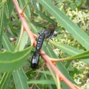 Thynninae (subfamily) at Sth Tablelands Ecosystem Park - 31 Dec 2023