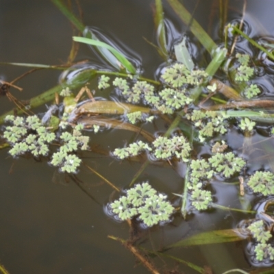 Azolla filiculoides (Water Fern) at Kiama, NSW - 1 Jan 2024 by plants