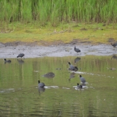 Fulica atra (Eurasian Coot) at Kiama, NSW - 1 Jan 2024 by plants