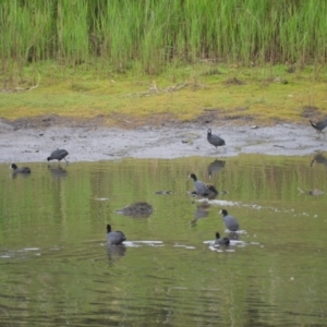 Fulica atra at Kiama, NSW - 1 Jan 2024 12:00 PM