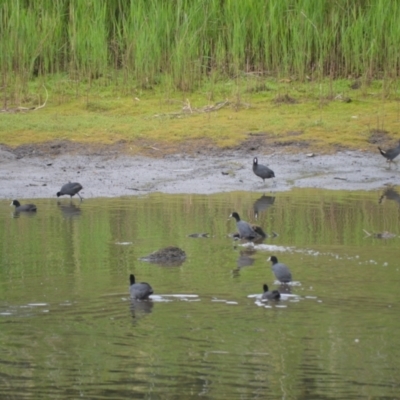 Fulica atra (Eurasian Coot) at Kiama, NSW - 1 Jan 2024 by plants