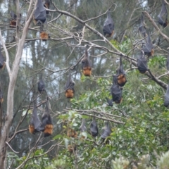 Pteropus poliocephalus (Grey-headed Flying-fox) at Kiama, NSW - 1 Jan 2024 by plants