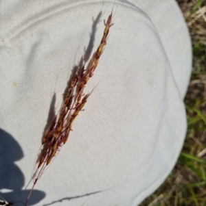 Sorghum leiocladum at Isaacs Ridge - 1 Jan 2024 04:42 PM