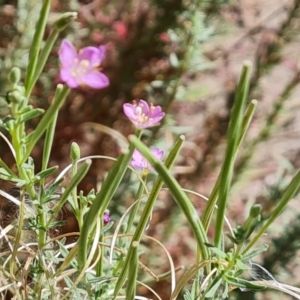 Epilobium billardiereanum subsp. cinereum at Isaacs Ridge and Nearby - 1 Jan 2024