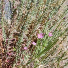 Epilobium billardiereanum subsp. cinereum at Isaacs Ridge and Nearby - 1 Jan 2024