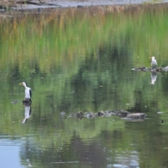 Microcarbo melanoleucos (Little Pied Cormorant) at Kiama, NSW - 1 Jan 2024 by plants