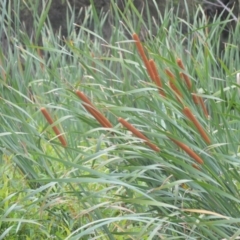 Typha orientalis (Broad-leaved Cumbumgi) at Kiama, NSW - 1 Jan 2024 by plants