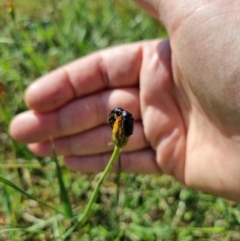 Melolonthinae sp. (subfamily) (Cockchafer) at QPRC LGA - 1 Jan 2024 by Shairlyn