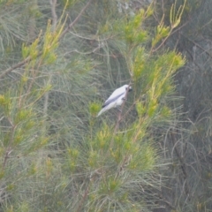 Coracina novaehollandiae (Black-faced Cuckooshrike) at Kiama, NSW - 1 Jan 2024 by plants