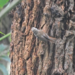 Sericornis frontalis (White-browed Scrubwren) at Kiama, NSW - 1 Jan 2024 by plants