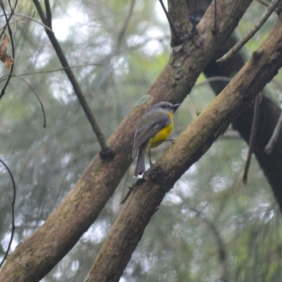 Eopsaltria australis (Eastern Yellow Robin) at Kiama, NSW - 1 Jan 2024 by plants