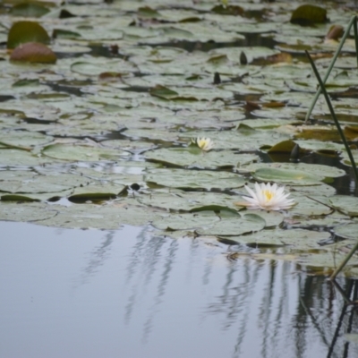 Nymphaea (genus) (Waterlily) at Kiama, NSW - 1 Jan 2024 by plants
