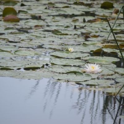 Nymphaea sp. (Waterlily) at Kiama, NSW - 1 Jan 2024 by plants