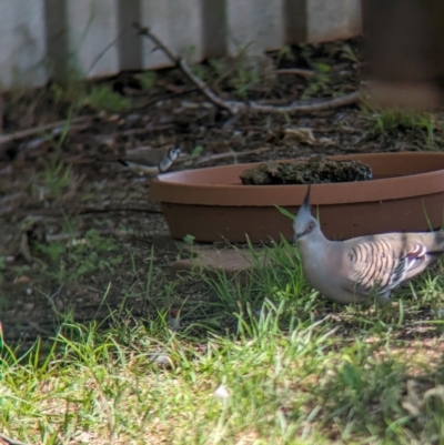 Ocyphaps lophotes (Crested Pigeon) at Wellington, NSW - 1 Jan 2024 by Darcy