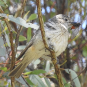 Pachycephala rufiventris at Kambah, ACT - 1 Jan 2024