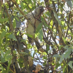 Pachycephala rufiventris at Kambah, ACT - 1 Jan 2024