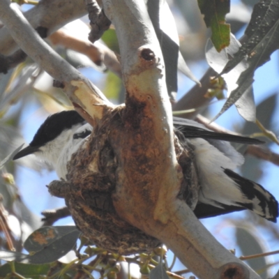 Lalage tricolor (White-winged Triller) at Lions Youth Haven - Westwood Farm A.C.T. - 1 Jan 2024 by HelenCross