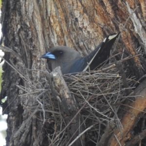 Artamus cyanopterus at Lions Youth Haven - Westwood Farm A.C.T. - 1 Jan 2024