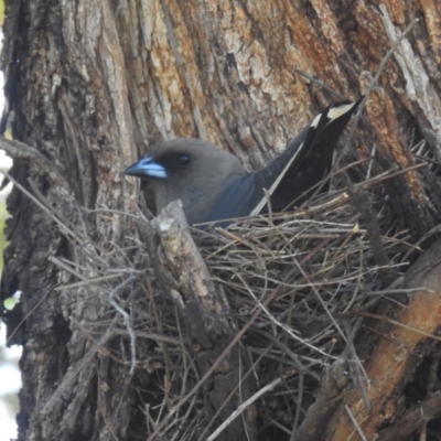 Artamus cyanopterus (Dusky Woodswallow) at Kambah, ACT - 1 Jan 2024 by HelenCross